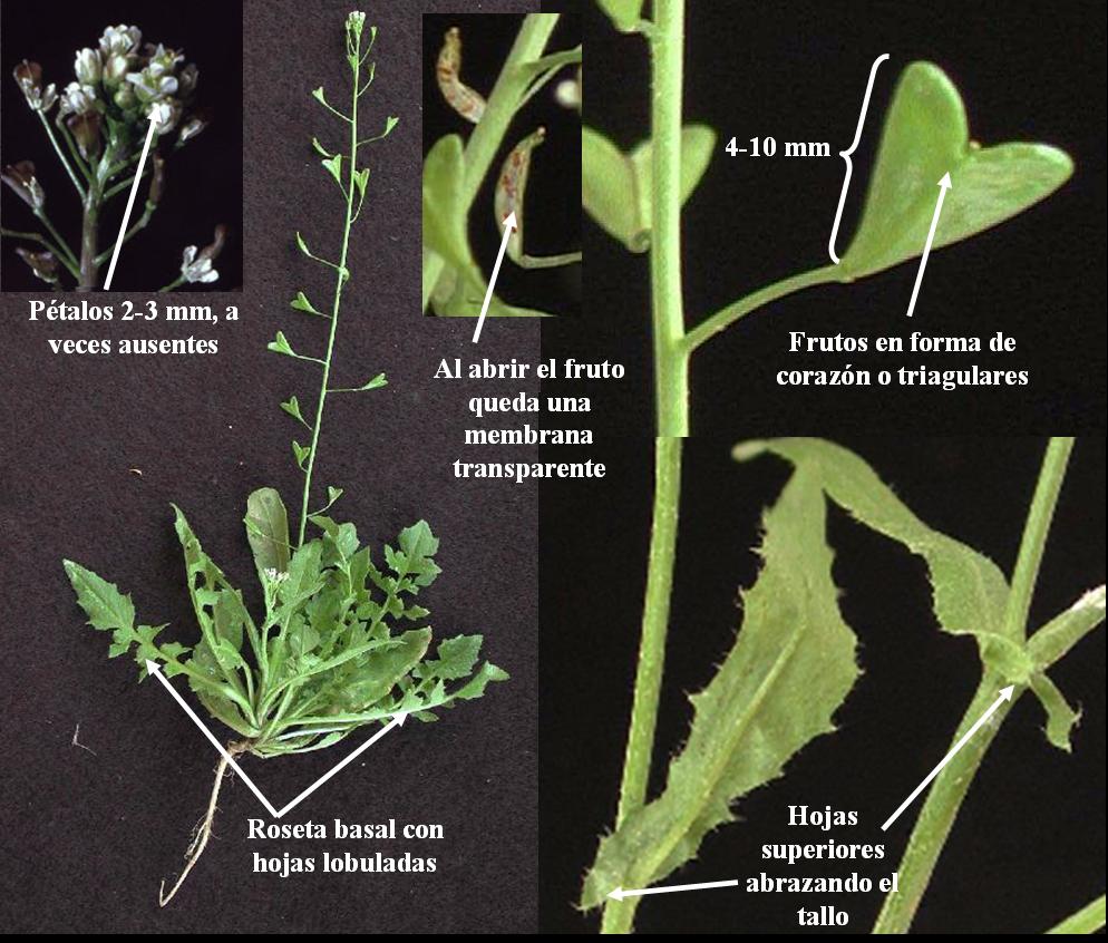 Capsella bursa-pastoris